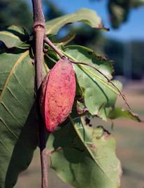   Fruit:   Terminalia catappa ; Photo by M. Fagg, Atlas of Living Australia, ala.org.au
